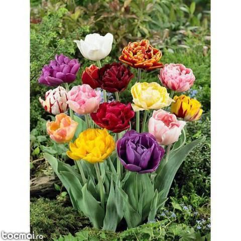 Pachet 124 bulbi de flori - lalele, narcise, iris, crocus