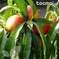 Pomi fructiferi altoiti ( Mar, Par, Prun, Gutui, Piersic)