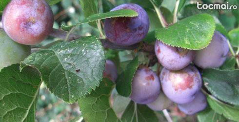 Pomi fructiferi altoiti ( Mar, Par, Prun, Gutui, Piersic)