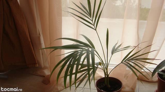 chamaedorea ( palmier)
