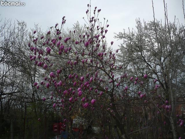 Magnolia mov