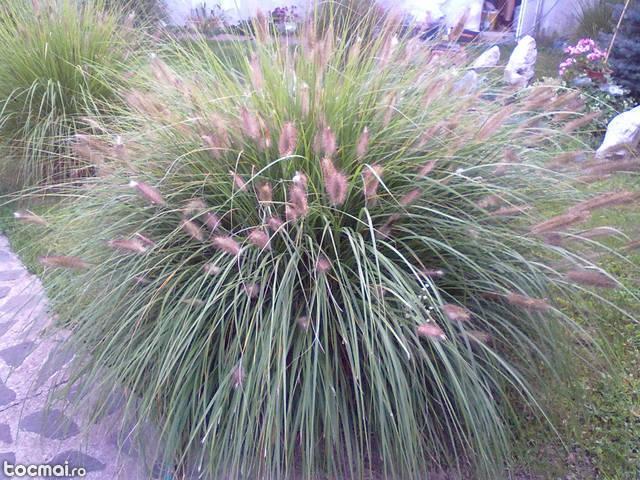 plante de ierburi ornamentale- Hameln