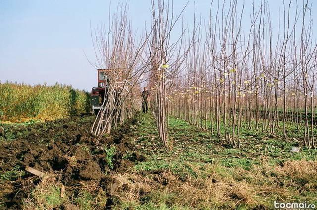 pomi fructiferi la garantie