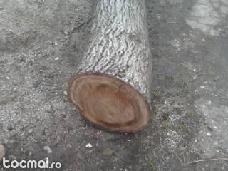 lemn nuc