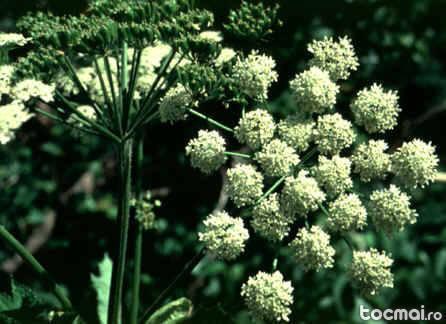 seminte de Branca Ursului ( planta fertilitatii)