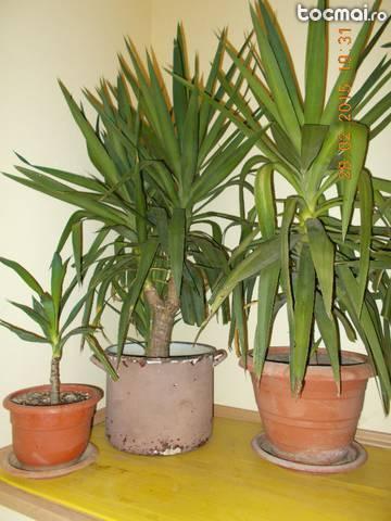 Yucca inaltimi intre 50- 130 cm