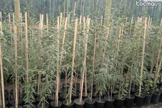Plante Goji - 60 cm