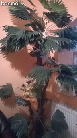 Palmier ornamental