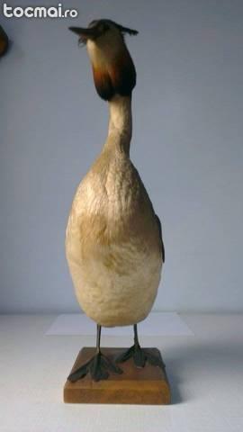 Corcodel Impaiat (taxidermie)