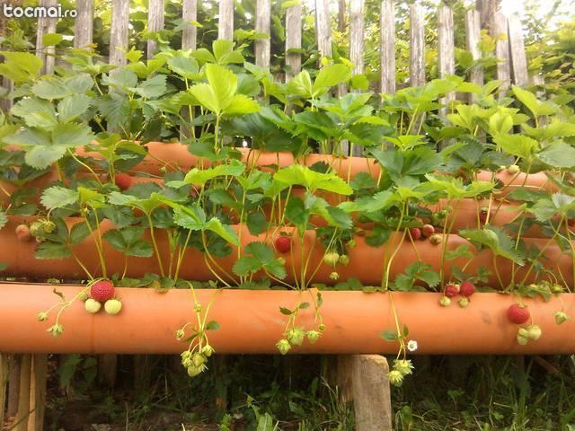 Stoloni capsuni cu fructificare in ghivece sau jardiniere.