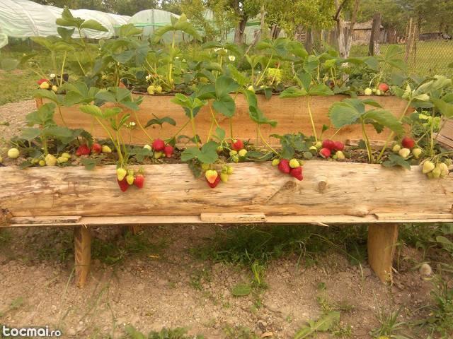 Stoloni capsuni cu fructificare in ghivece sau jardiniere.