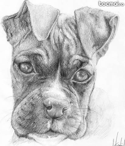 Desen Boxer Puppy