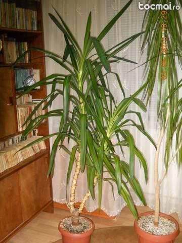 4 plante ornamentale de apartament