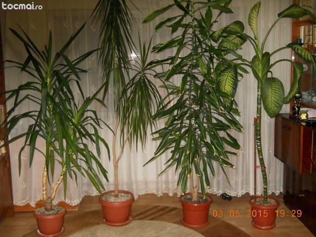4 plante ornamentale de apartament