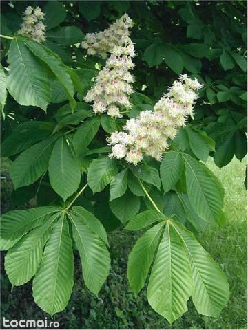 Aesculus hippocastanum – Castan salbatic