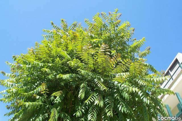 Ailanthus altissima – cenuser, falsul otetar