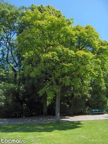 Ailanthus altissima – cenuser, falsul otetar