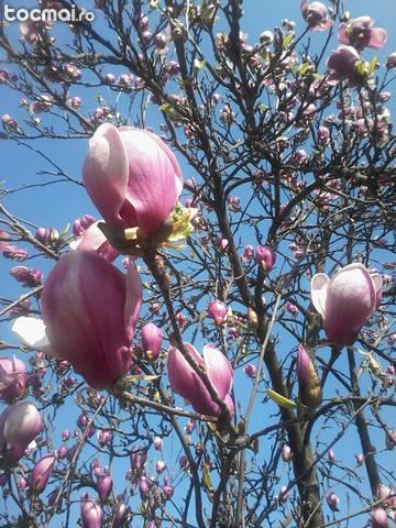 magnolie imperiala