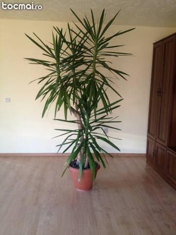 planta ornamentala yucca deosebita