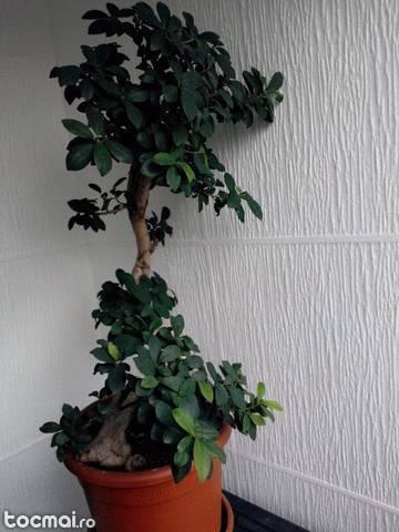 Bonsai Ficus 70 cm inaltime