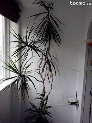 Dracena planta ornamentale de interior - 2. 5 m inaltime