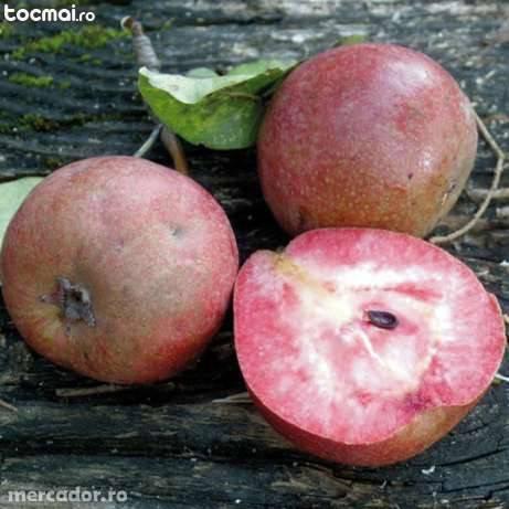 Pomi Fructiferi langa Oradea(nuspui, par cu miez rosu, samd)