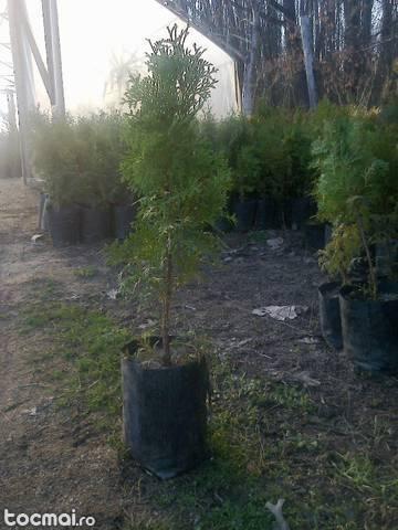 Thuja Columnara