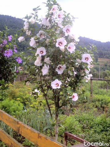 trandafiri japonezi (hibiscus siryacus) si paulownia