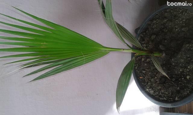 Palmieri Washingtonia de 1 an