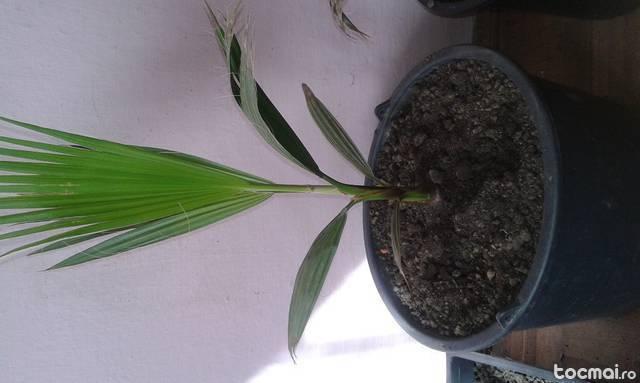 Palmieri Washingtonia de 1 an