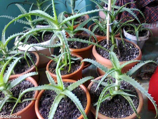 Aloe in ghiveci