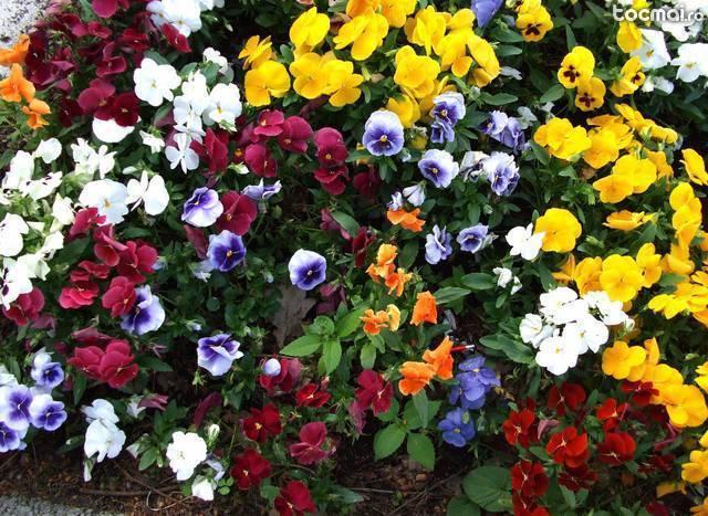 Flori pentru gradini si parcuri - panselute