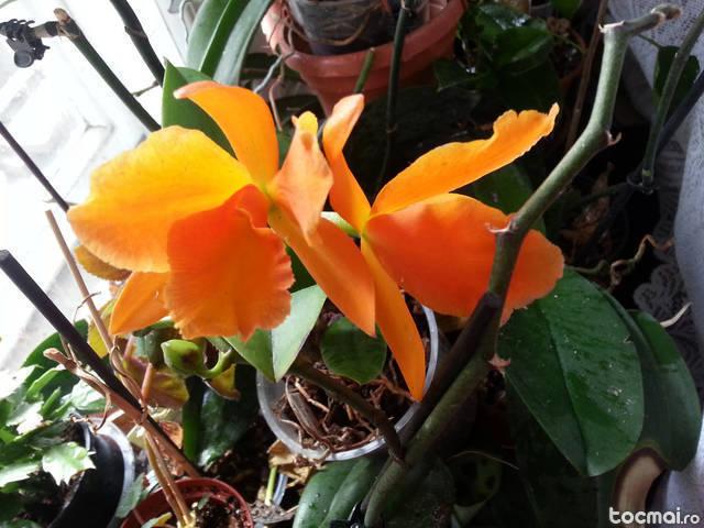 orhidee inflorita