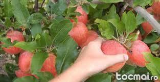 pomi fructiferi diferite soiuri