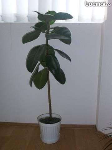Ficus (planta interior)