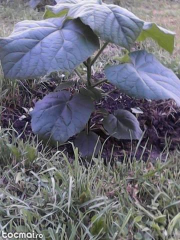 Rasad Paulownia Tomentosa