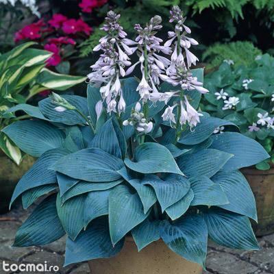 Hosta