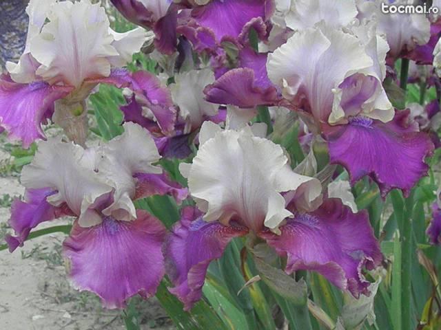 Iris germanica