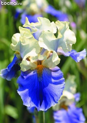 Iris germanica